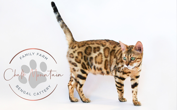beautiful bengal kitten texas